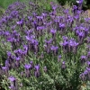 Lavandula stoechas -- Schopf Lavendel
